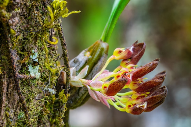 Bulbophyllum spathulatum. Orquídeas selvagens raras bonitas na floresta tropical de Tailândia.