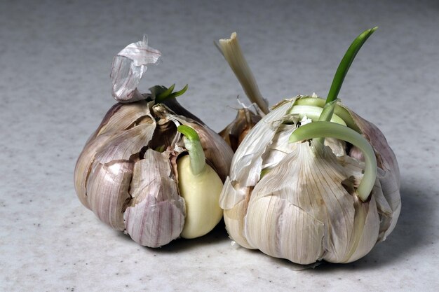 Bulbos de ajo con brotes verdes