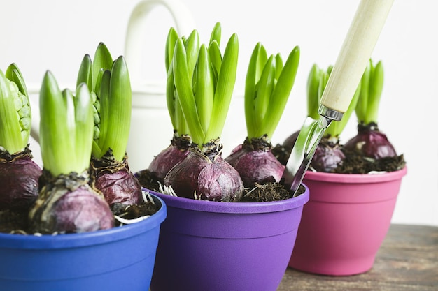 Bulbos de jacinto crescendo em vasos multicoloridos aparência de primavera e conceito de jardinagem em casa