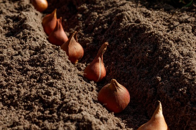 Bulbos de tulipa plantados no chão nas proximidades no outono ou na primavera