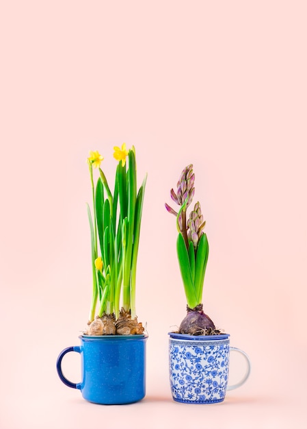 Bulbos florales de jacinto y duffodil en macetas con tazas de té
