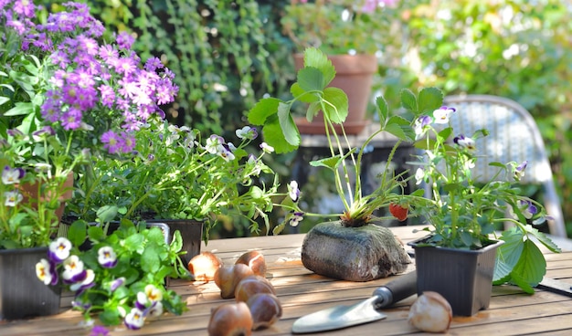 Bulbos de flores y plantas de fresa puestas sobre la mesa en un jardín para jardinería