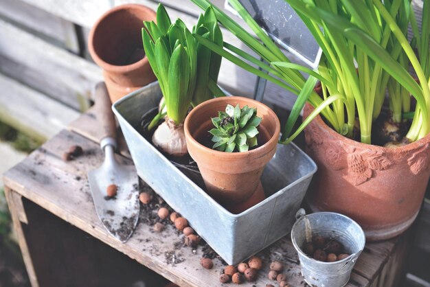 bulbos de flores y plantas para macetas en latas de metal y macetas de terracota con equipos de jardinería