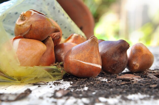 Bulbos de flores