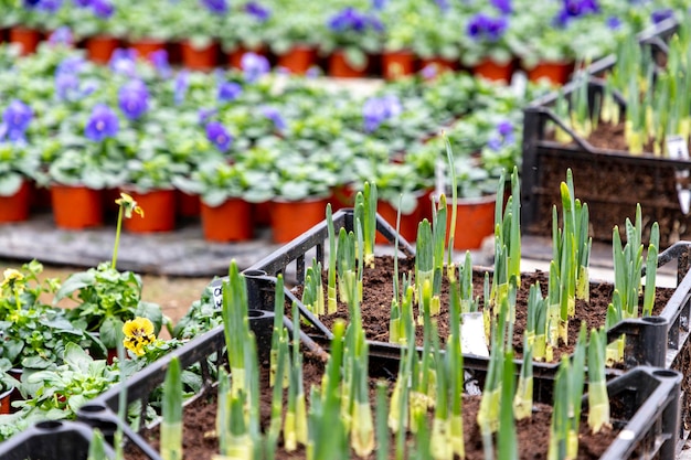 Foto bulbos germinados de tulipas e narcisos em escala industrial