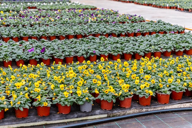 Foto bulbos germinados de tulipas e narcisos em escala industrial