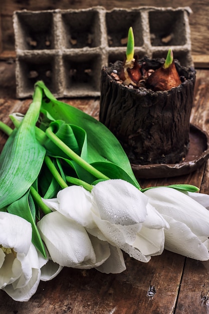 Bulbos germinados tulipanes