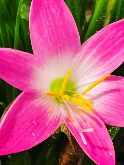 Bulbos de lirio de lluvia rosa