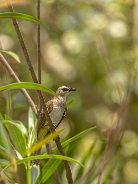 Bulbul amarillo ventilado, Pycnonotus goiavier, posado en la ramita. Bali en Indonesia