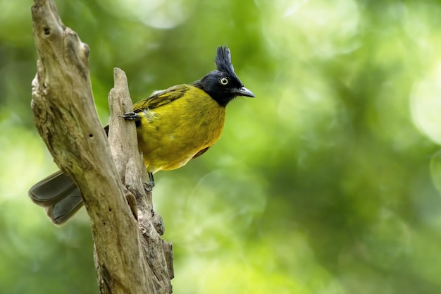 Bulbul Blackcrested donde se posan en la rama de un árbol de Tailandia