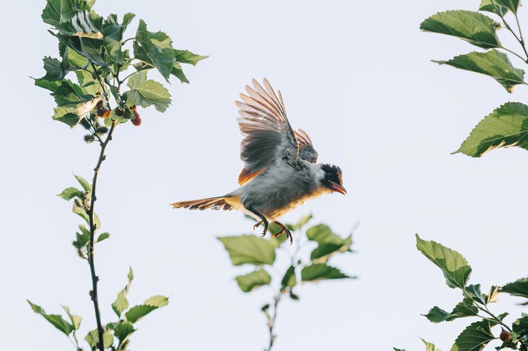 El bulbul de cabeza de hollín es un miembro de la familia Pycnonotidae que vuela desde el árbol