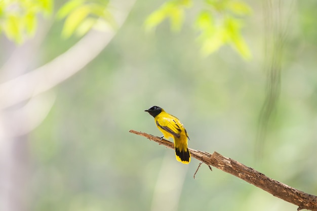 Bulbul de cabeza negra (Pycnonotus atriceps) en el Parque Nacional Kaeng Krachan