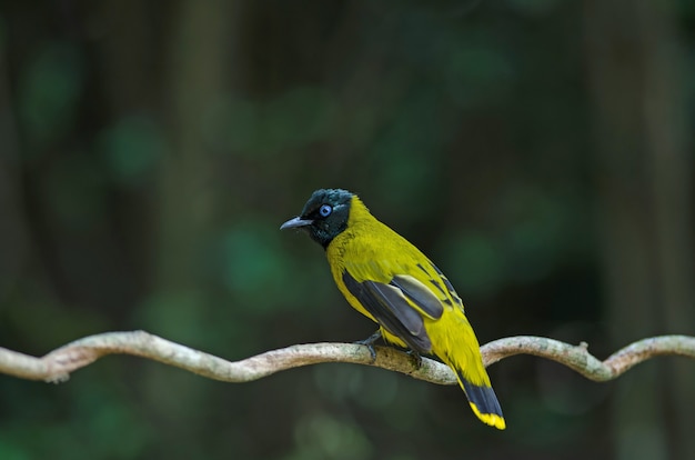 Bulbul De Cabeza Negra, Pycnonotus atriceps