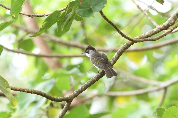 Bulbul con la cabeza podrida