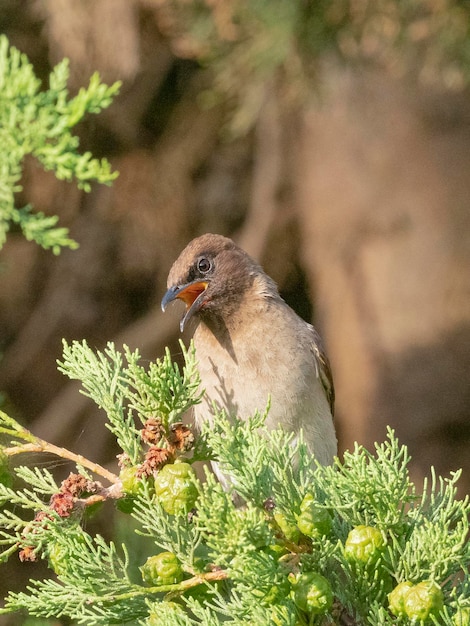 Bulbul común Pycnonotus barbatus Melilla España