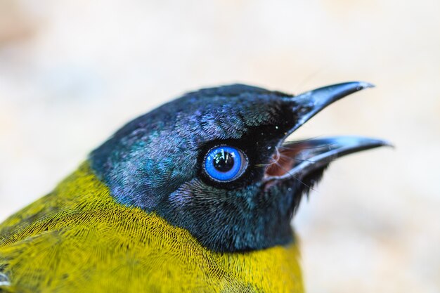 Foto bulbul de cabeça negra, atriceps de pycnonotus