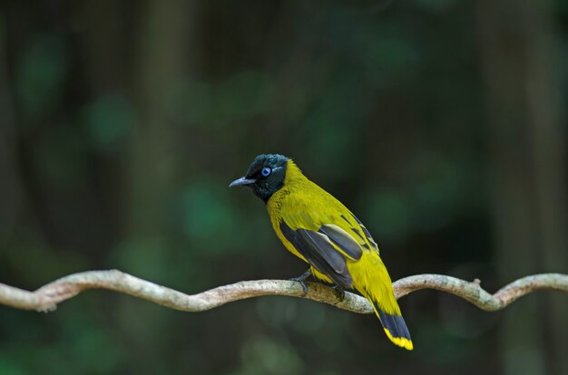 Bulbul de cabeça negra, atriceps de pycnonotus