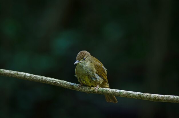 Bulbul de olhos cinza (Iole propinqua) na árvore