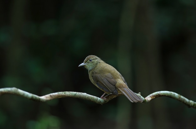 Bulbul de olhos cinza (Iole propinqua) na árvore