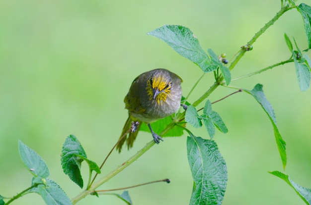 Bulbul-de-orelha-raia (Pycnonotus blanfordi), pássaro na natureza