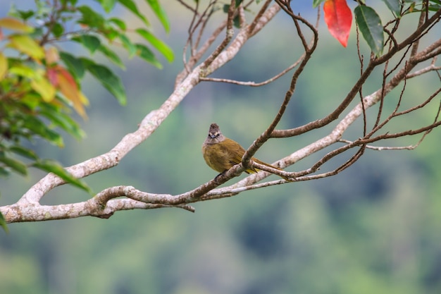 Bulbul flavescente bonito