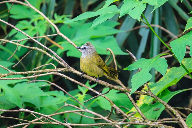 Bulbul flavescente hermosa