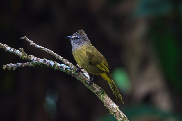 Bulbul flavescente hermosa