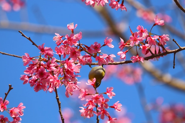 Bulbul lindo pájaro con flor colorida flor del Himalaya con fondo de cielo azul