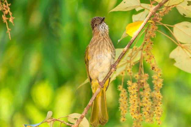 Bulbul de montaña (Ixos mcclellandii) en la naturaleza