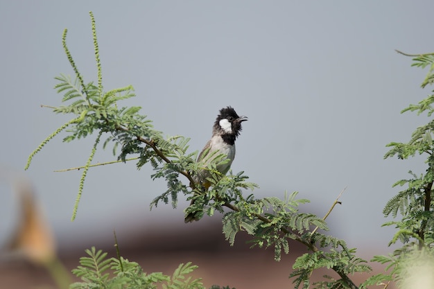 Bulbul de orejas blancas