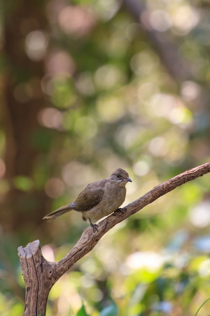 Bulbul de orejas rayadas (Pycnonotus blanfordi) en la naturaleza