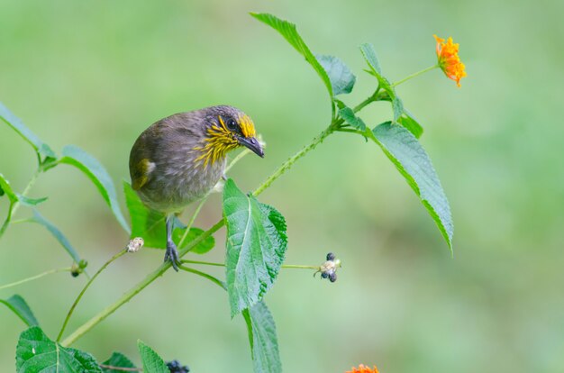 Foto bulbul de orejas rayadas (pycnonotus blanfordi), pájaro en la naturaleza