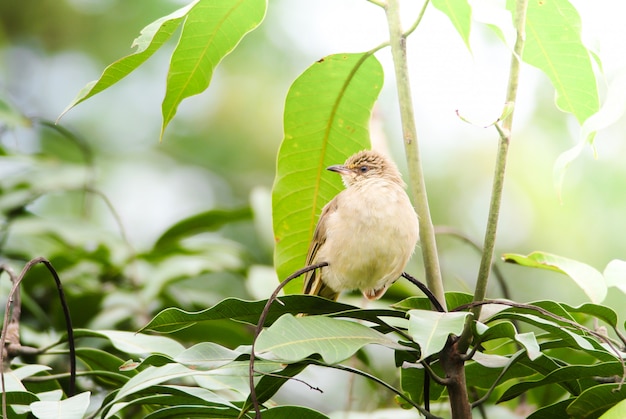 El bulbul de orejas rayadas se para en las ramas del bosque. Pájaro en el fondo de la naturaleza.