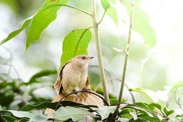 El bulbul de orejas rayadas se para en las ramas del bosque. Pájaro en el fondo de la naturaleza.