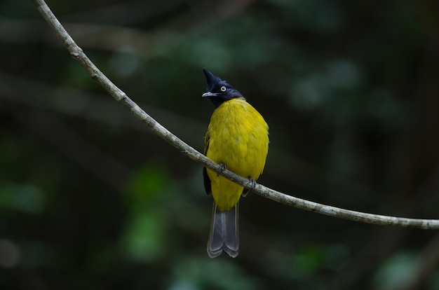 Bulbul preto-com crista empoleirado no ramo