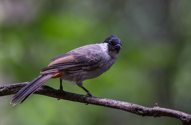 Bulbul Pycnonotus aurigaster Sootyheaded na árvore de banch no parque