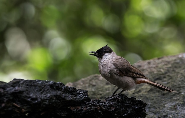 Bulbul Pycnonotus aurigaster Sootyheaded na árvore seca no parque