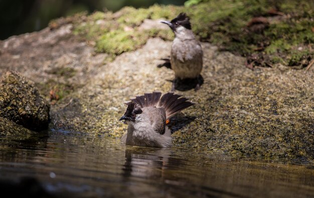 Bulbul Pycnonotus aurigaster Sootyheaded tomando banho em uma lagoa de floresta