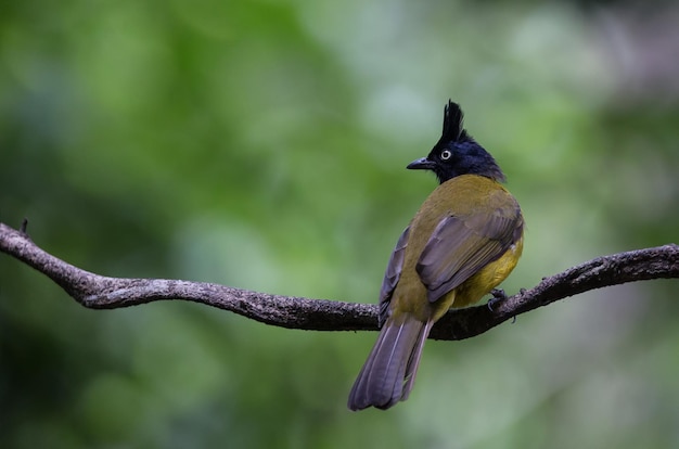 Bulbul Pycnonotus flaviventris de cresta negra en el árbol del banco en el parque