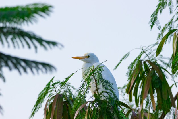 Bulbul rojo descansando en la copa del árbol después de un largo vuelo durante el verano en la India