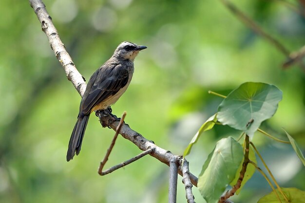 Foto bulbul con ventilación amarilla en una rama de árbol