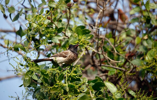 Bulbul de ventilación roja en la India