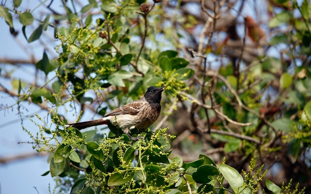 Bulbul de ventilación roja en la India