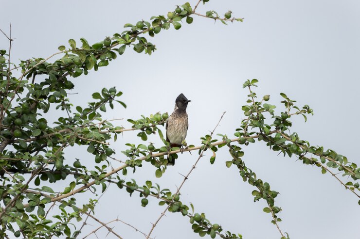 Foto bulbul ventilado rojo pájaro sentado en la rama