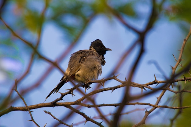 Bulbul vermelho descansando no topo da árvore após um longo voo durante o verão na Índia