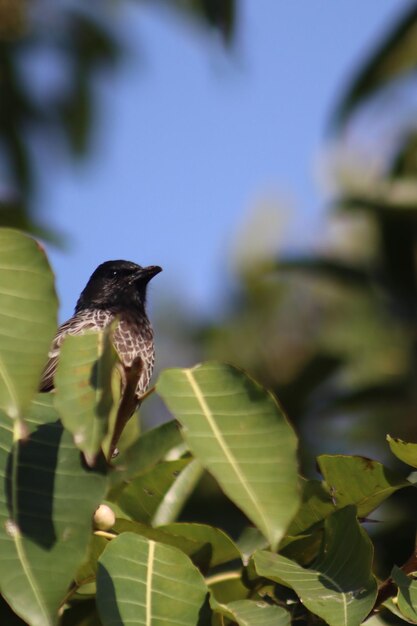 Foto bulbul vermelho nome científico pycnonotus cafer haemorrhousus tem cerca de 20 cm de comprimento