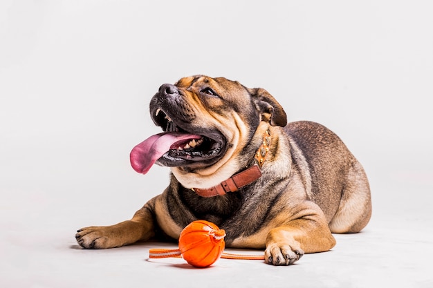 Buldogue com brinquedo de estimação em fundo branco