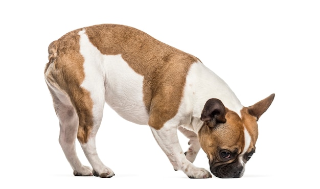 Buldogue francês, 3 anos, em pé contra um fundo branco