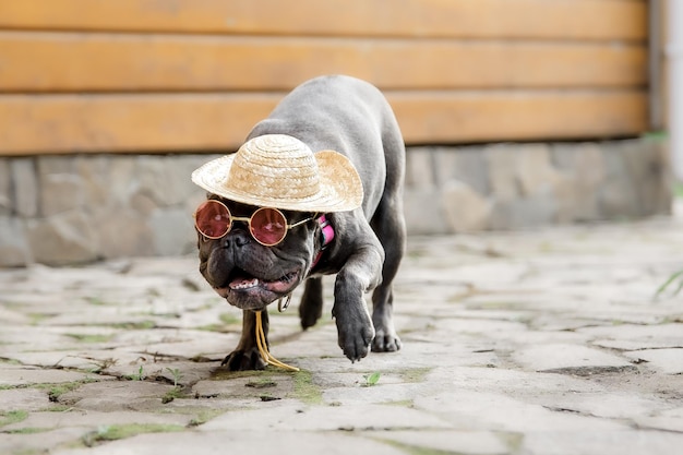 Buldogue francês azul. Cachorro fofinho. cachorrinho vestido