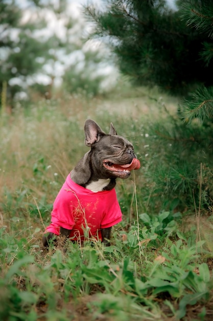 Buldogue francês azul. Cachorro fofinho. cachorrinho vestido